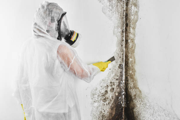 Best Attic Mold Removal  in Louisville, TN