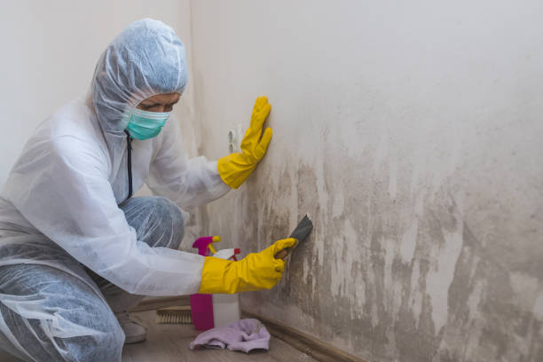 Best Black Mold Removal  in Louisville, TN