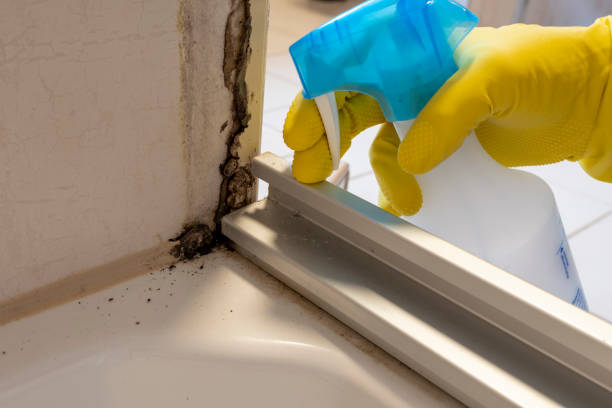 Best Mold Remediation Services  in Louisville, TN