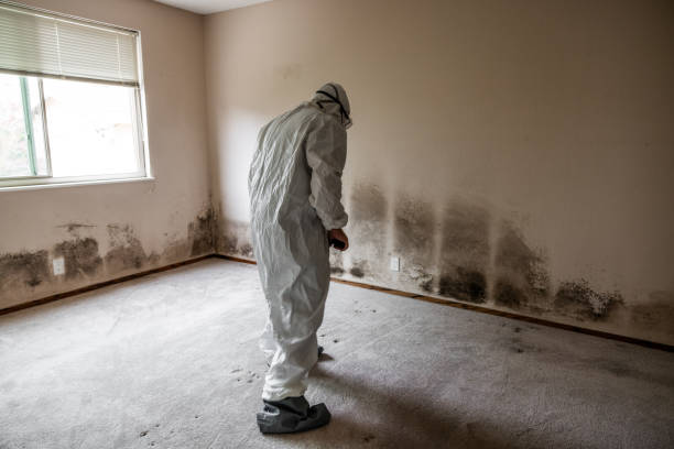 Professional Mold Removal in Louisville, TN