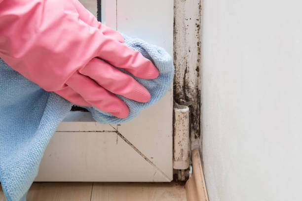 Best Residential Mold Removal  in Louisville, TN