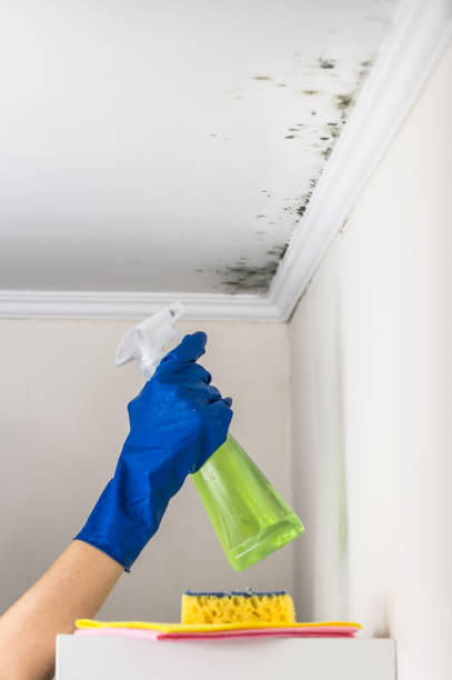 Best Mold Damage Repair  in Louisville, TN