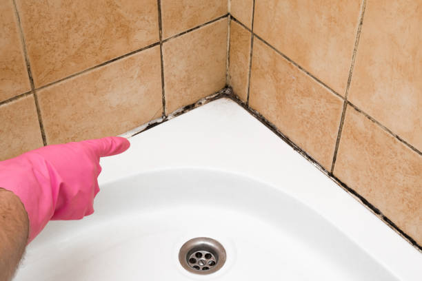 Best Fast Mold Removal  in Louisville, TN